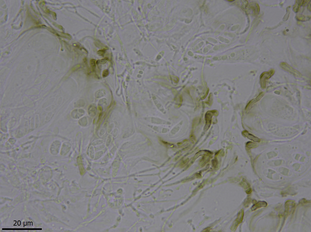 Protoparmelia ochrococca (door Lukas Verboom)