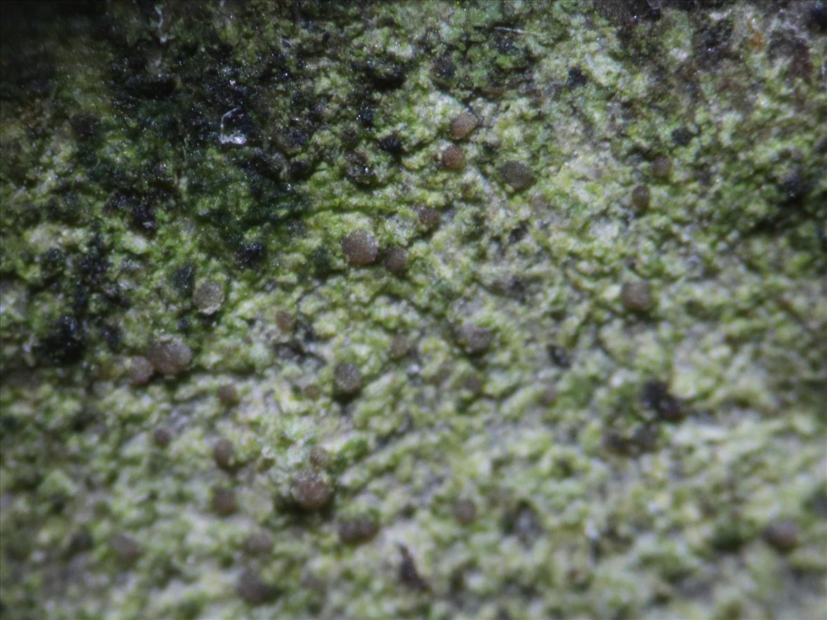 Traponora varians (door Tom Schier)