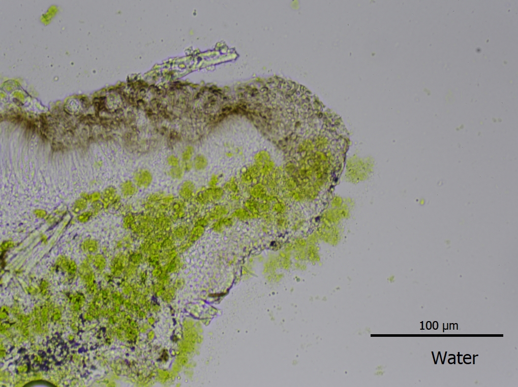 Protoparmelia ochrococca (door Lukas Verboom)