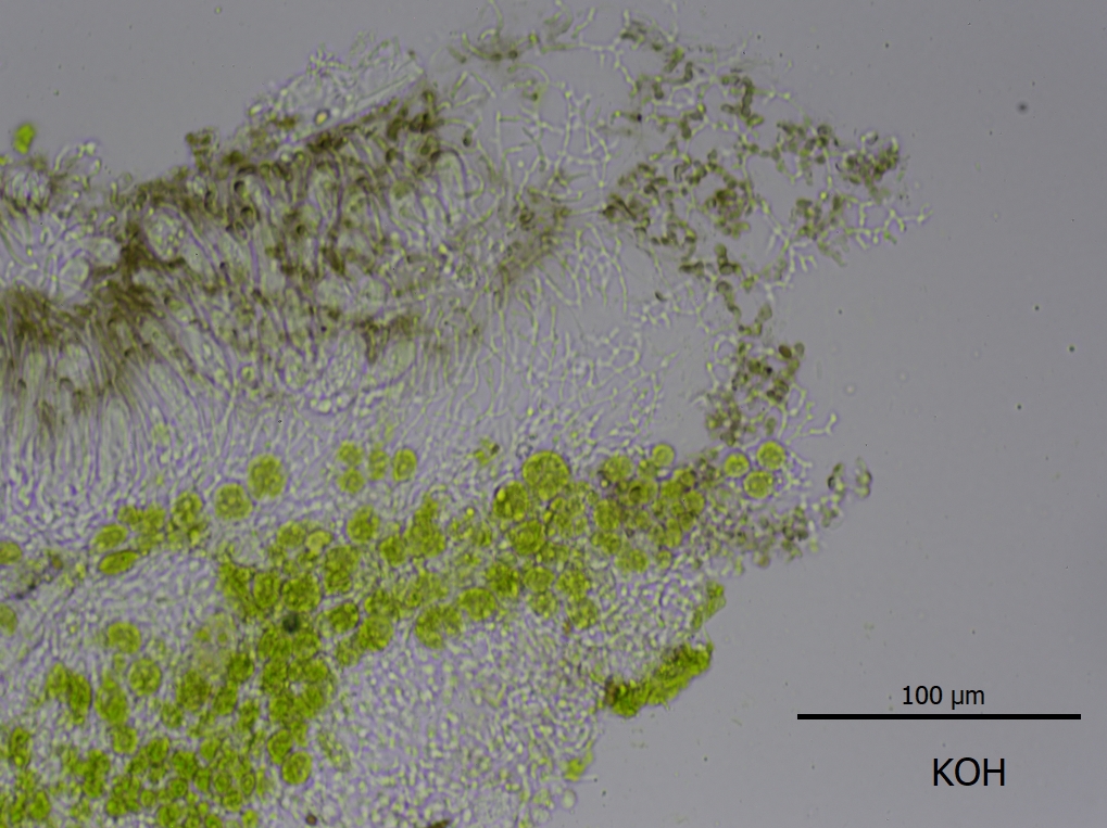 Protoparmelia ochrococca (door Lukas Verboom)
