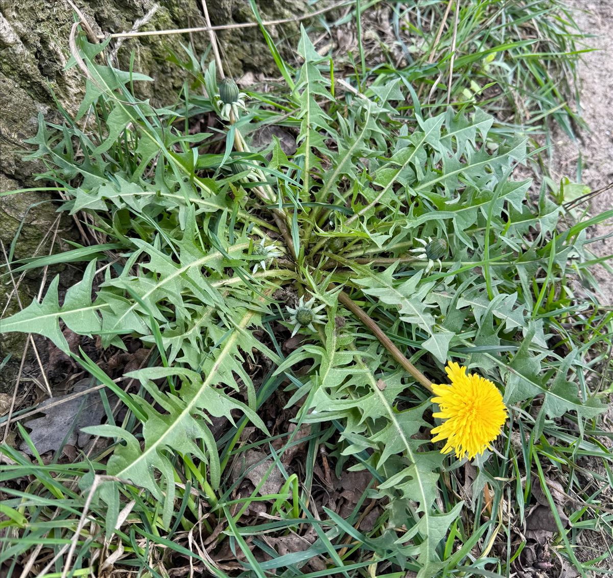 Taraxacum porrigens (door Jelle J. Hofstra)