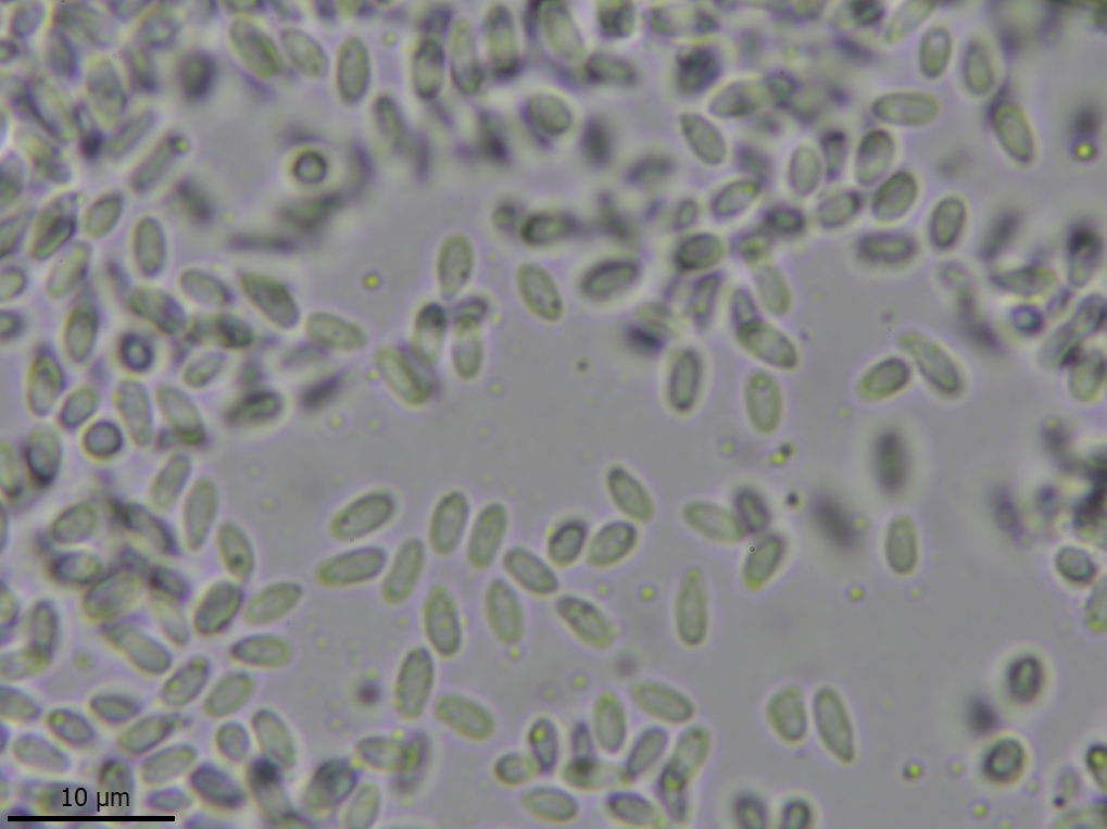 Protoparmelia ochrococca (door Lukas Verboom)
