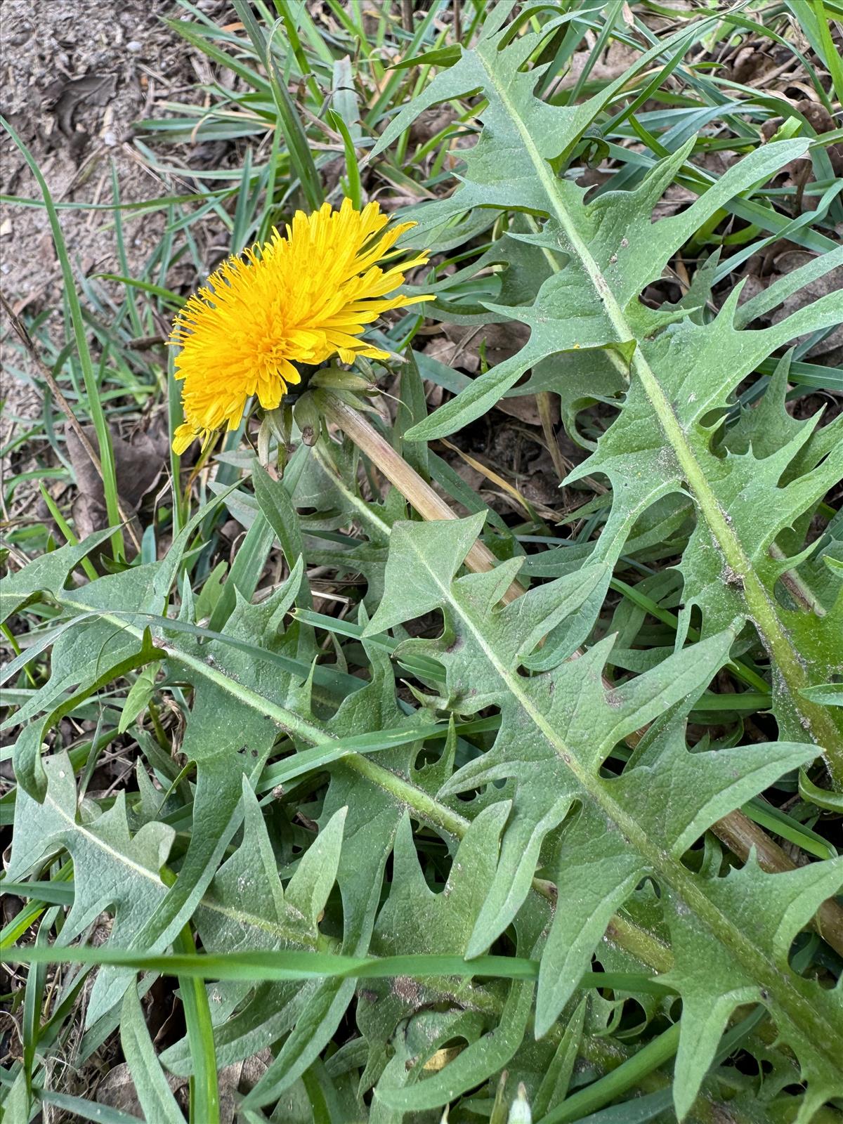 Taraxacum porrigens (door Jelle J. Hofstra)