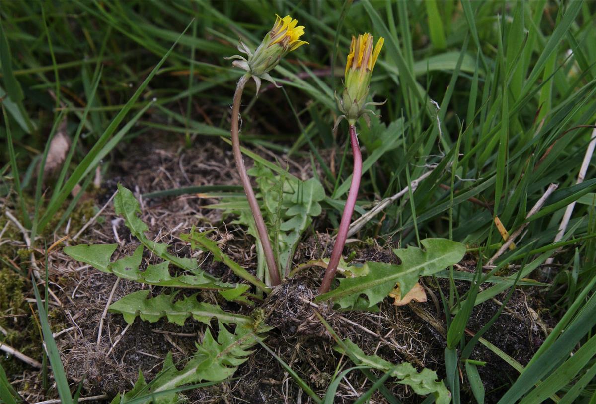 Taraxacum duplidentifrons (door Jelle J. Hofstra)