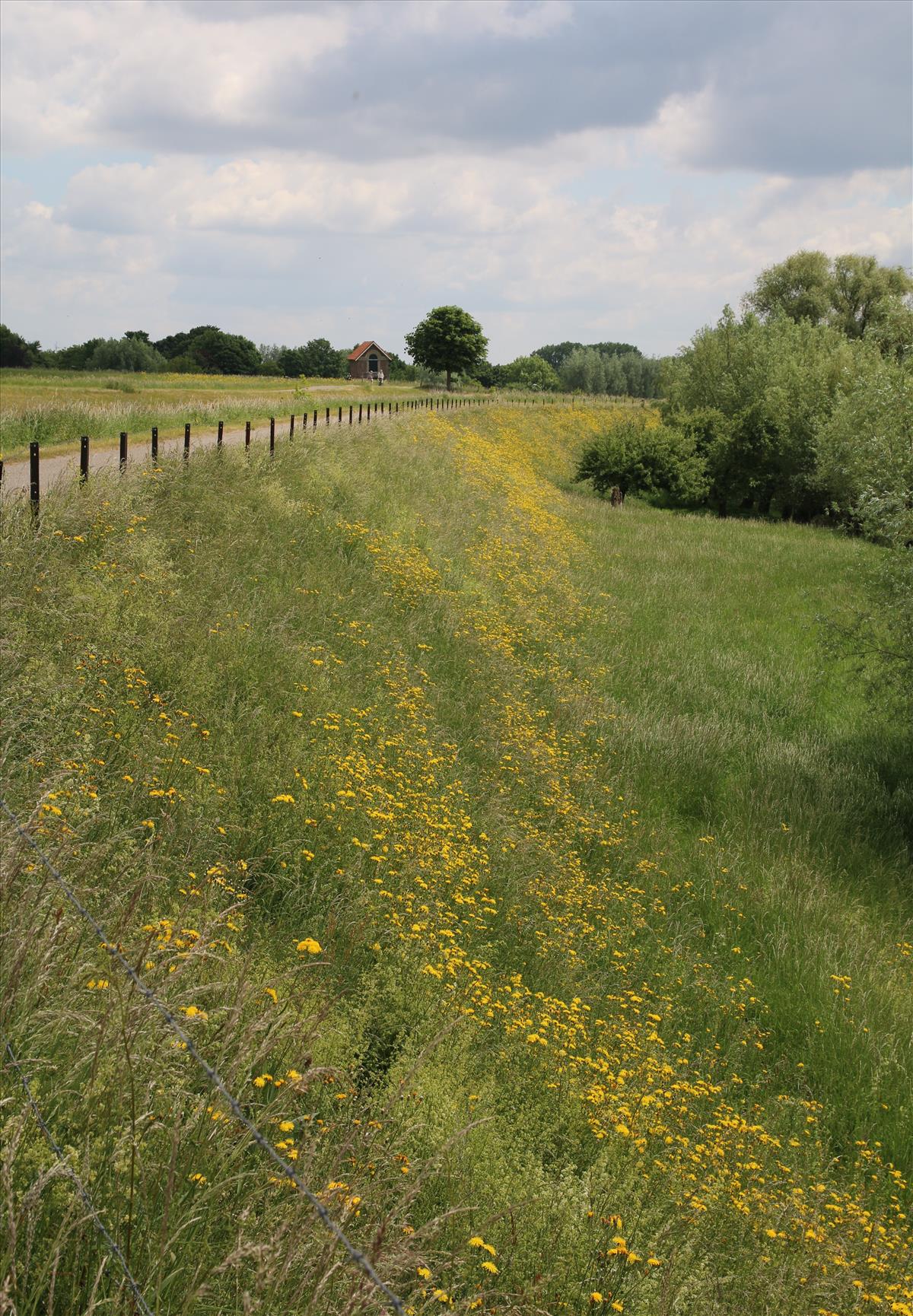 Crepis biennis (door Stef van Walsum)