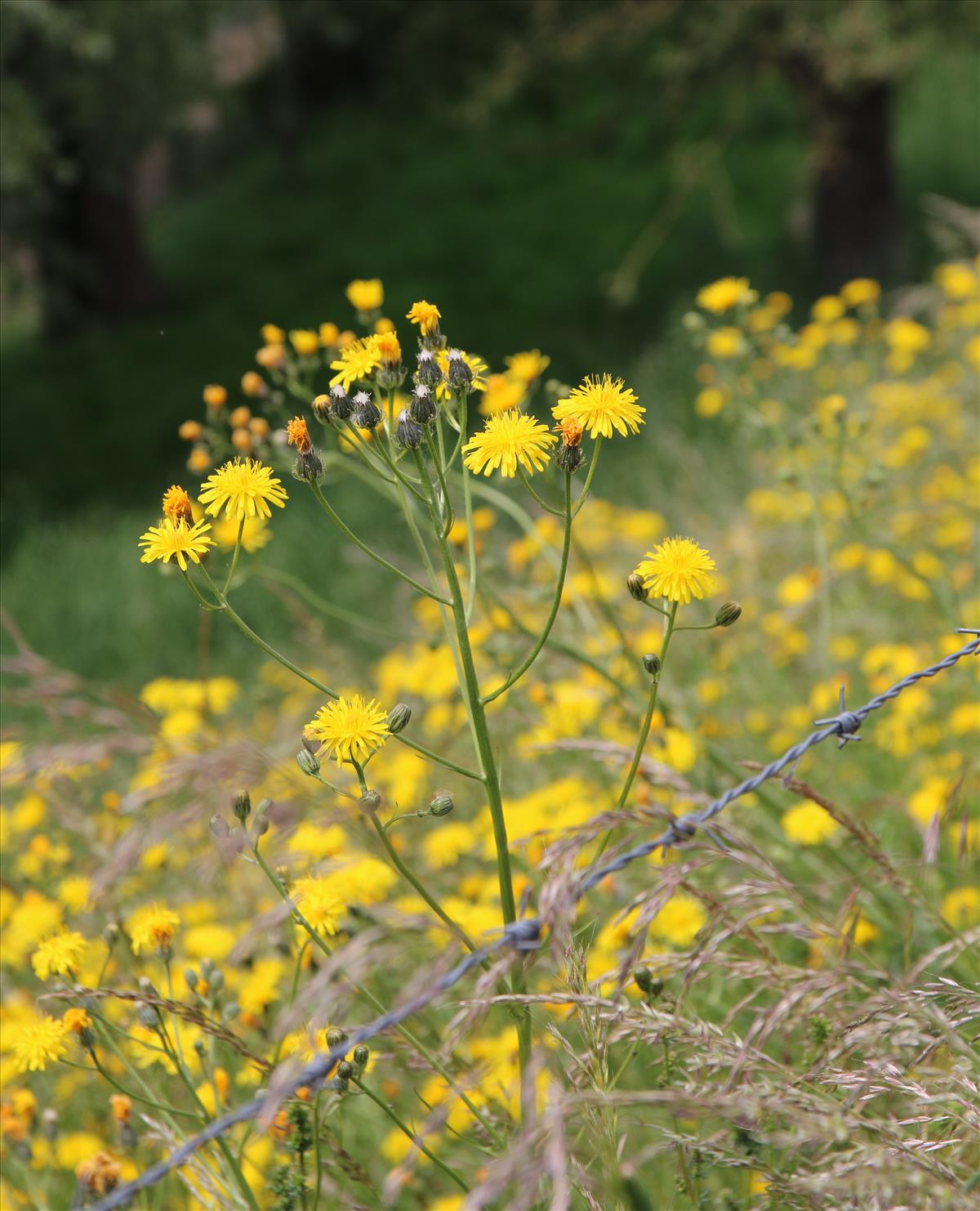 Crepis biennis (door Stef van Walsum)
