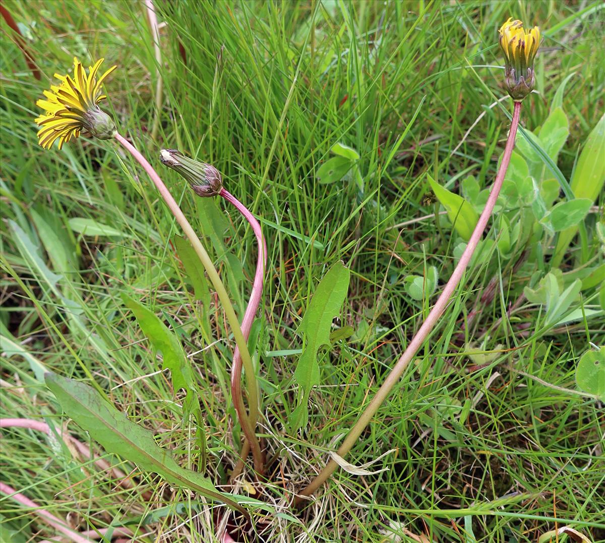 Taraxacum frisicum (door Otto Zijlstra)