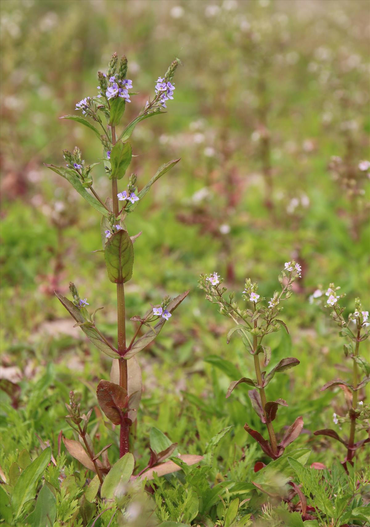 Veronica anagallis-aquatica (door Stef van Walsum)