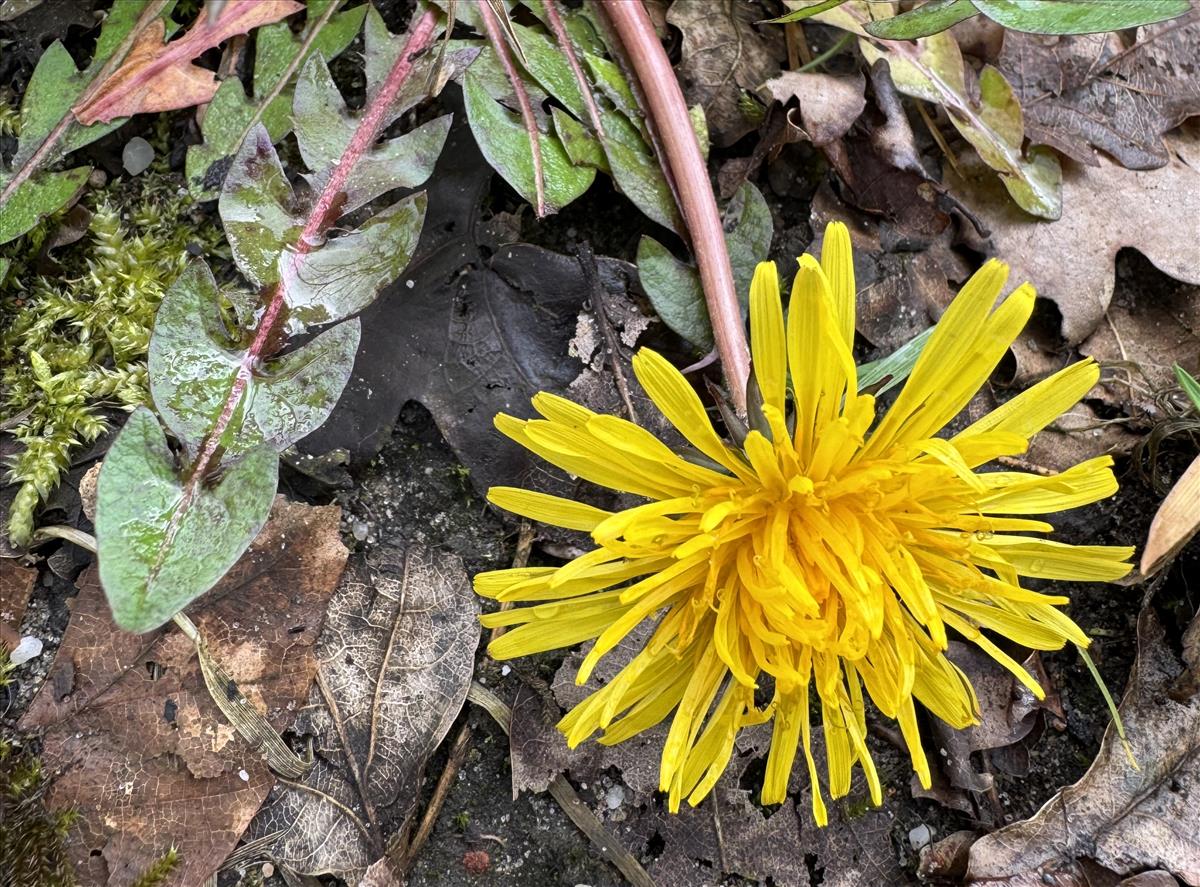 Taraxacum hamatum s.s. (door Jelle J. Hofstra)