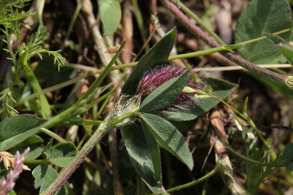 Trifolium pratense (door Rudolf van der Schaar)