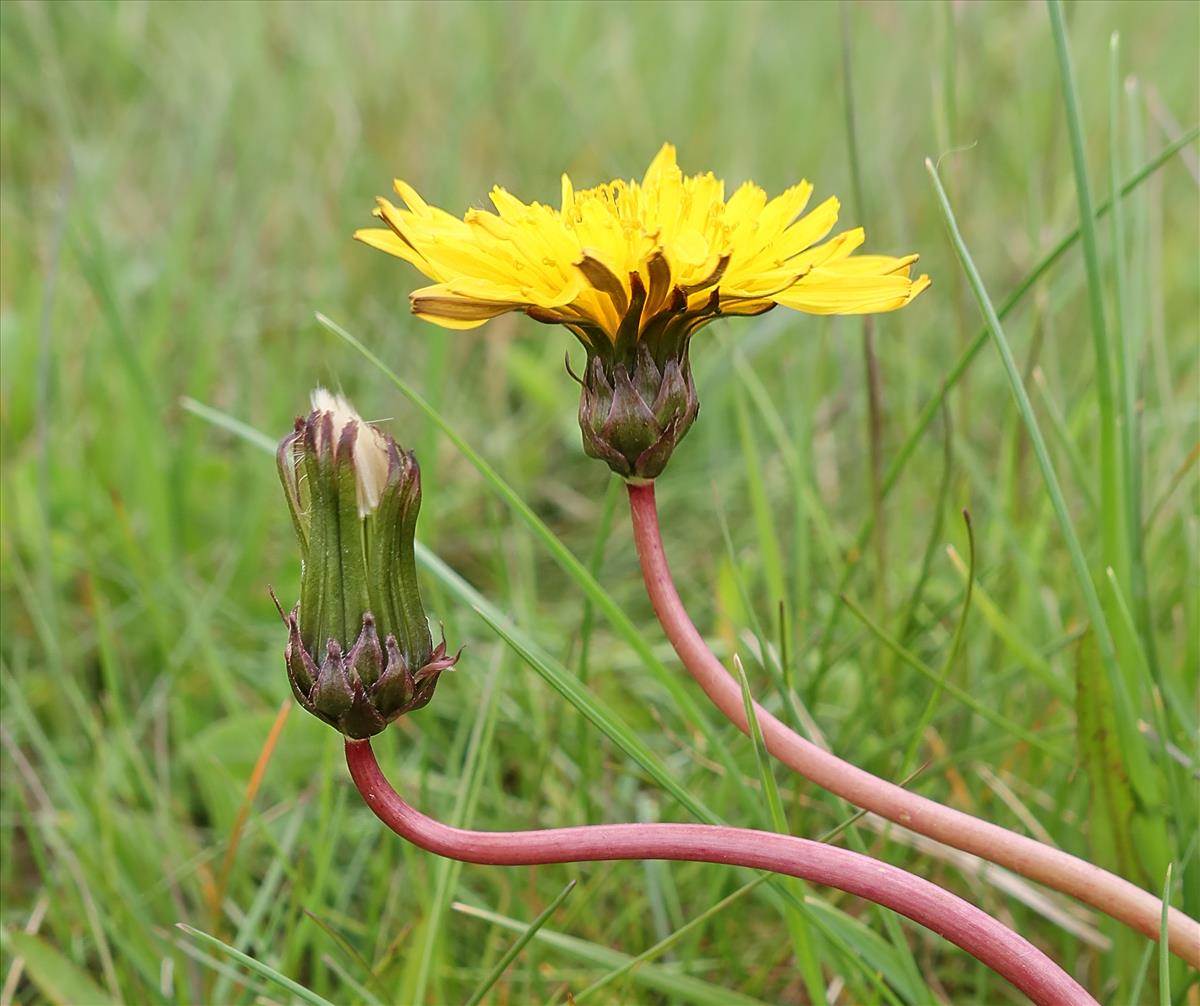 Taraxacum frisicum (door Otto Zijlstra)