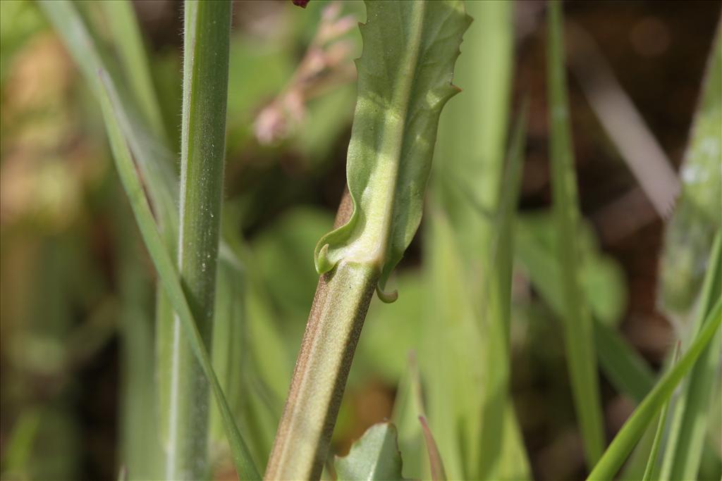 Rorippa austriaca (door Rudolf van der Schaar)