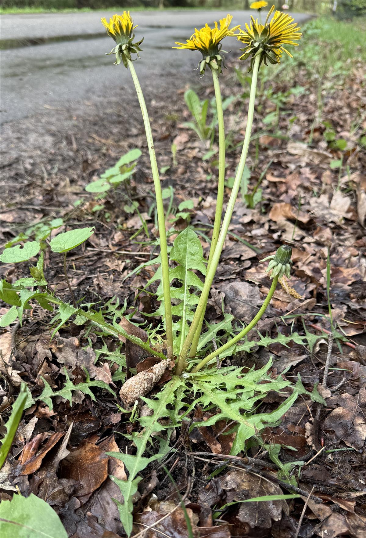 Taraxacum undulatiflorum (door Jelle J. Hofstra)