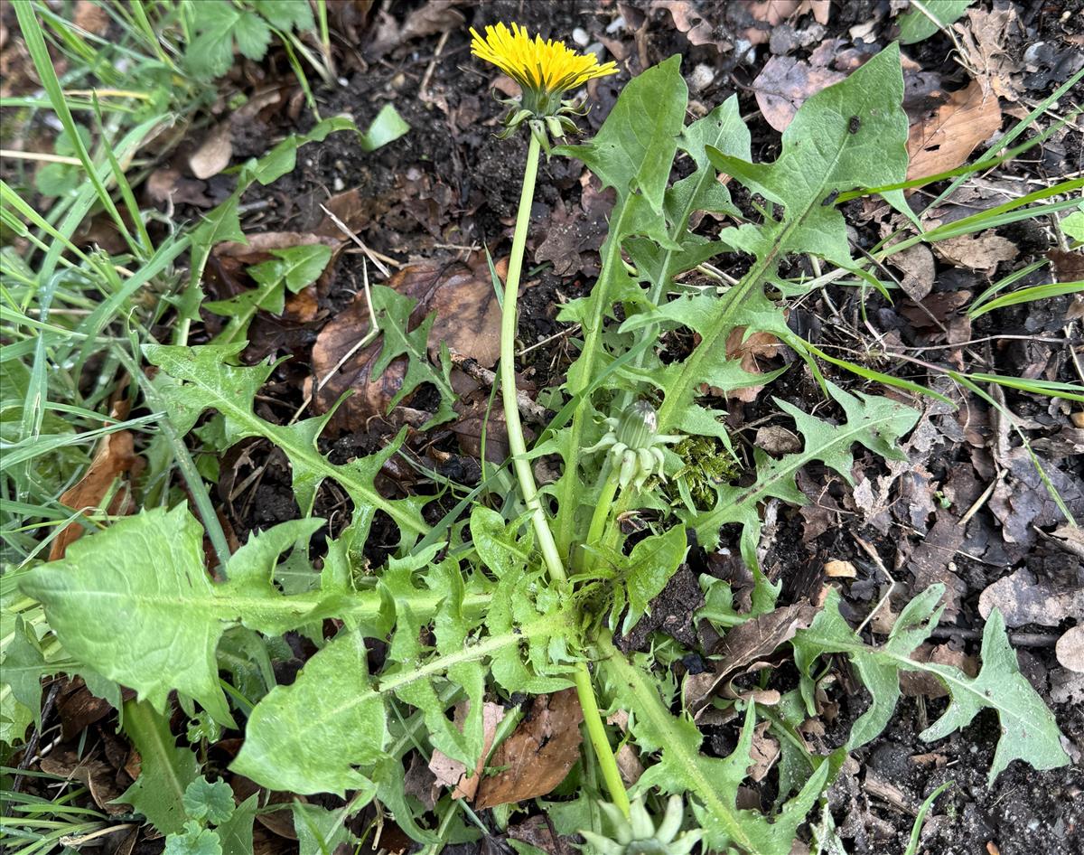 Taraxacum undulatiflorum (door Jelle J. Hofstra)