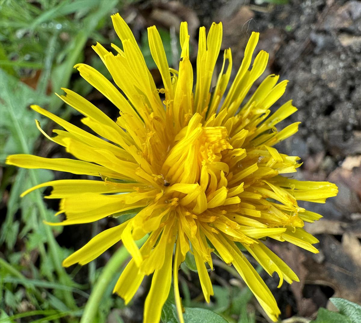 Taraxacum undulatiflorum (door Jelle J. Hofstra)