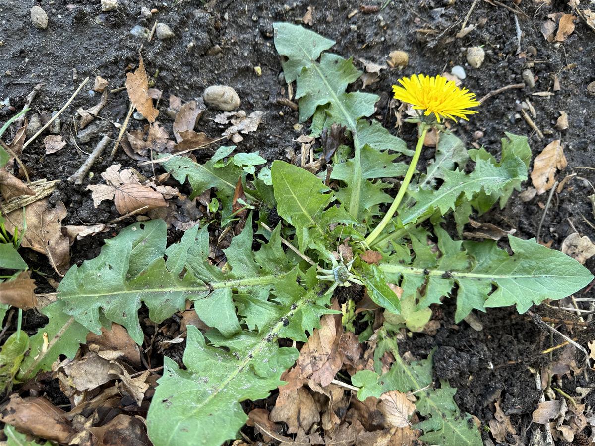 Taraxacum undulatum (door Jelle Hofstra)