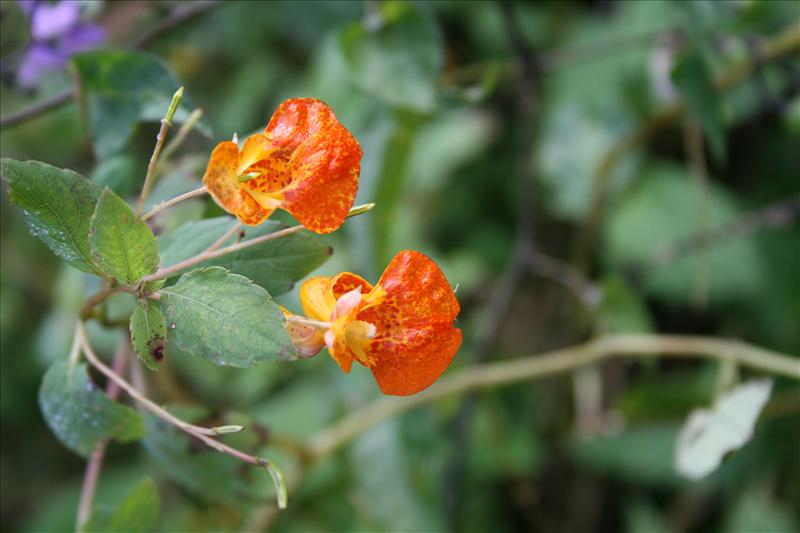 Impatiens capensis (door Egbert de Boer)