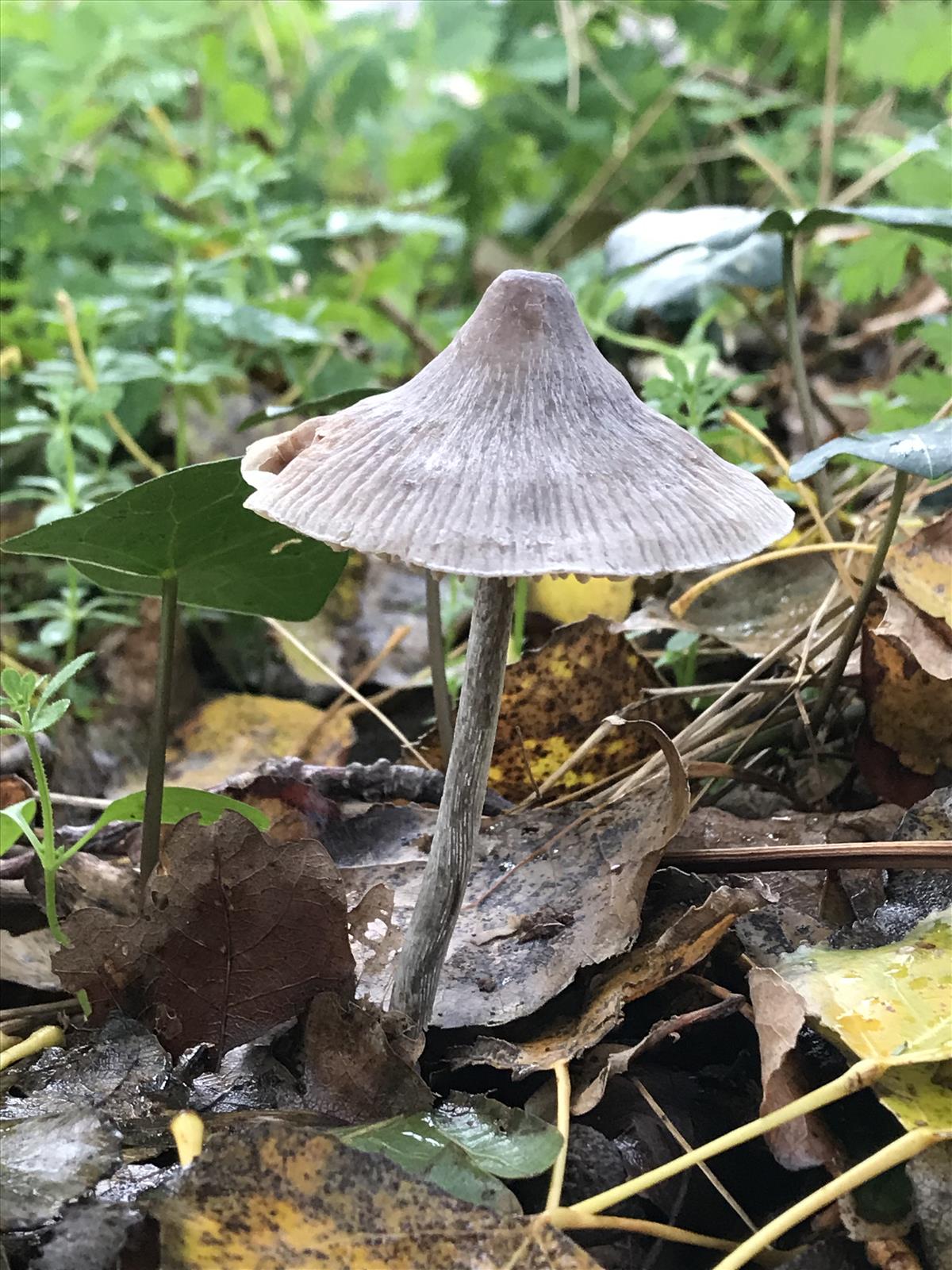 Mycena polygramma (door Jan Hengstmengel)