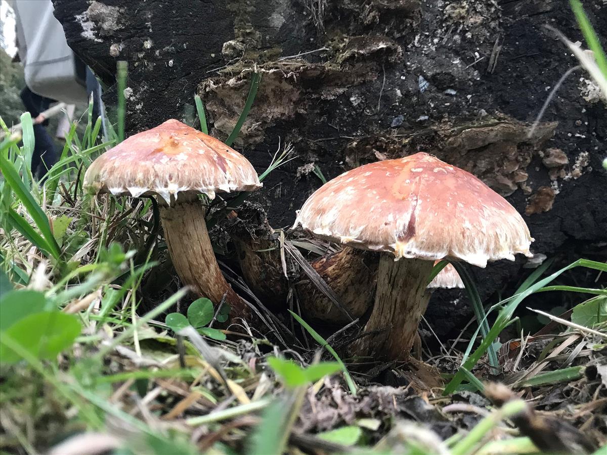 Hemipholiota populnea (door Jan Hengstmengel)