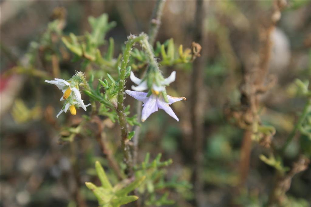 Solanum triflorum (door Egbert de Boer)