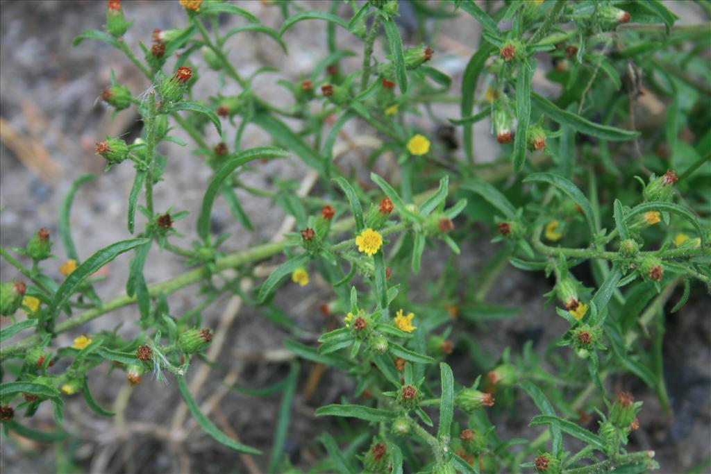 Dittrichia graveolens (door Egbert de Boer)