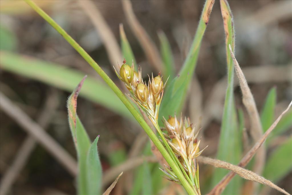 Juncus tenuis (door Rudolf van der Schaar)