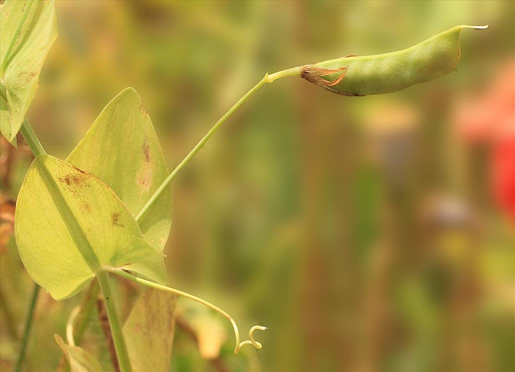 Lathyrus aphaca (door jan katsman)