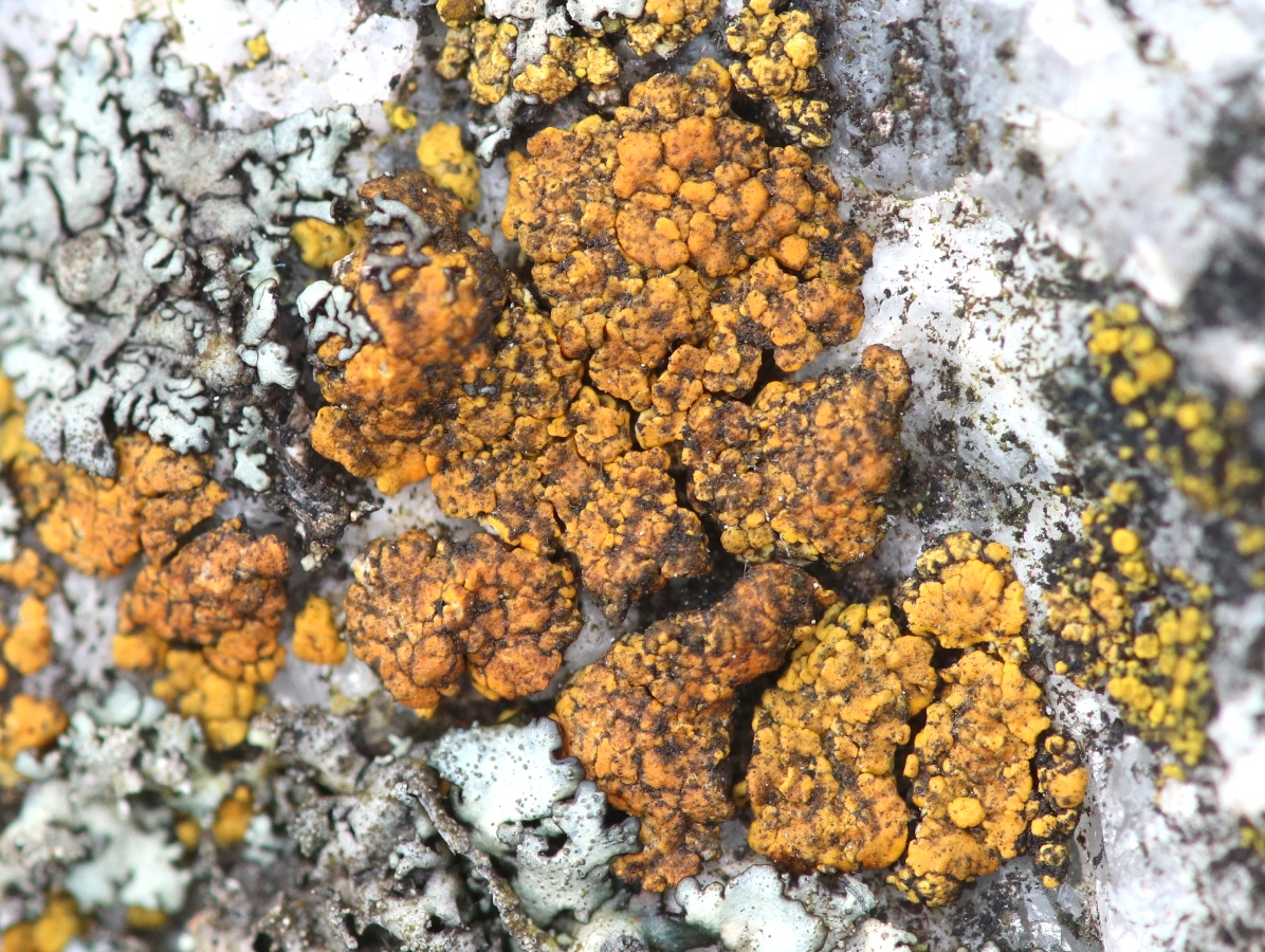 Wetmoreana brouardii (door Ruud van Middelkoop)