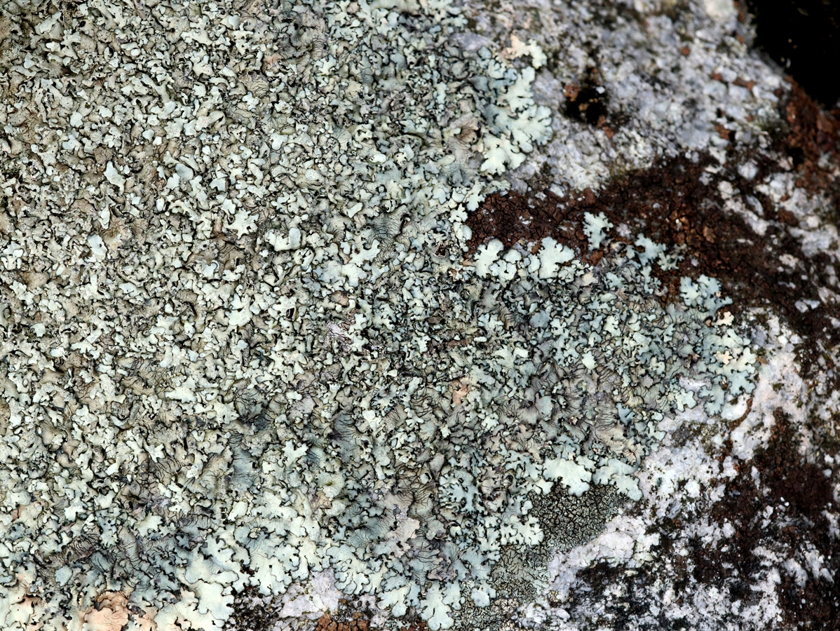 Xanthoparmelia microspora (door Ruud van Middelkoop)