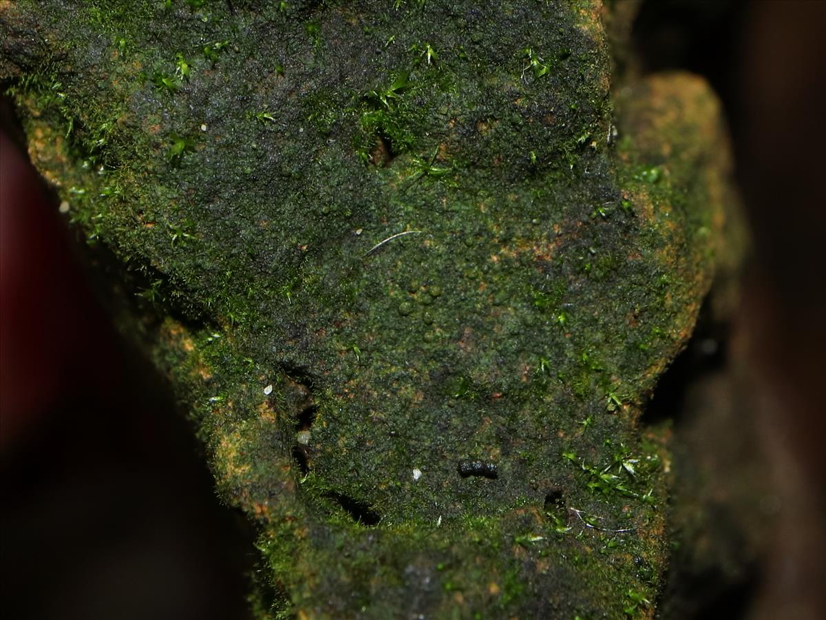 Thelocarpon magnussonii (door Tom Schier)