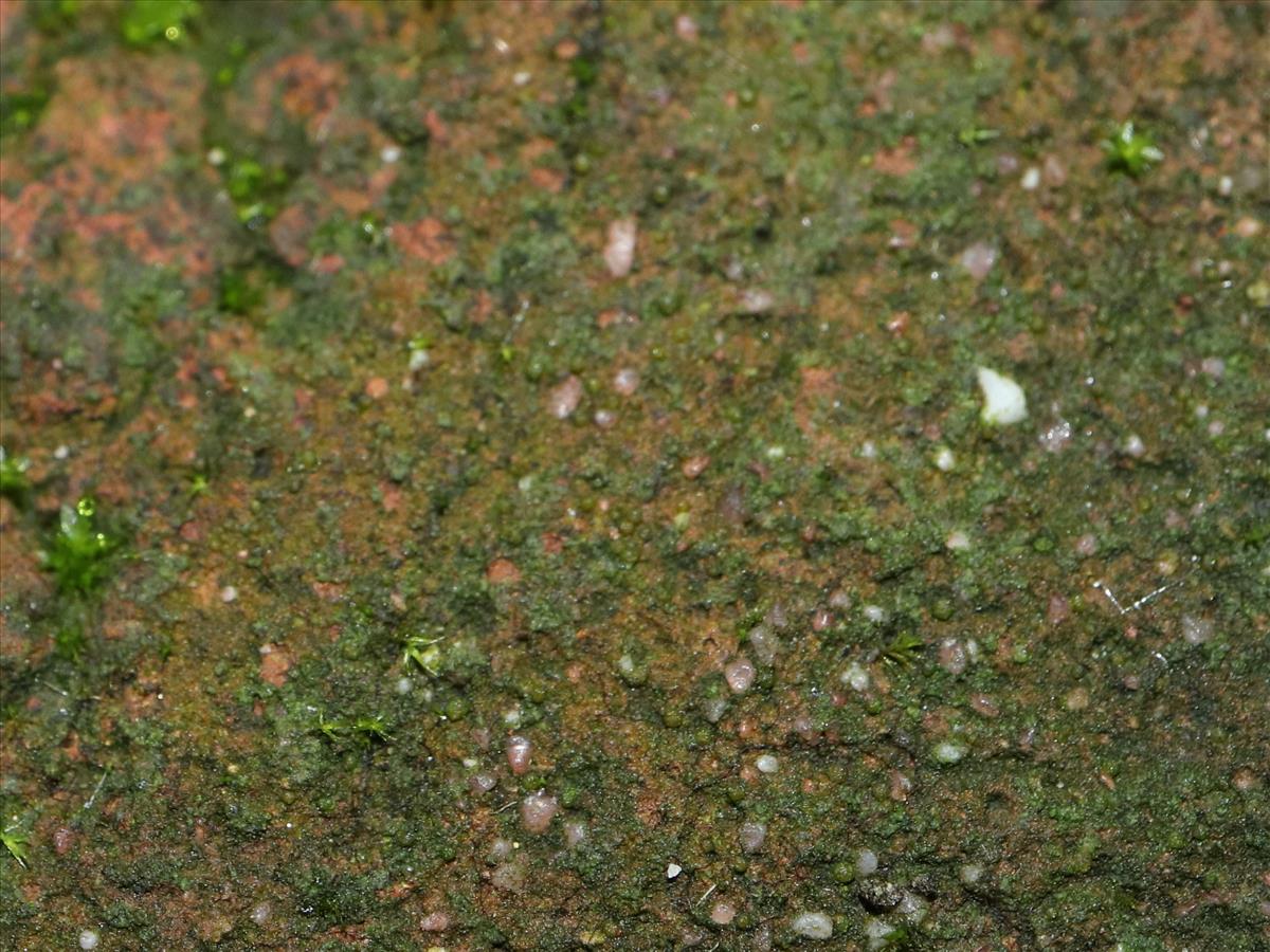Thelocarpon magnussonii (door Tom Schier)