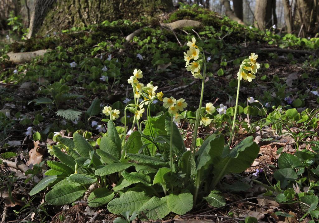 Primula elatior (door Jelle Hofstra)