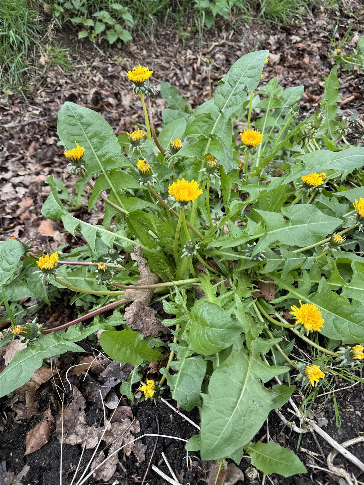 Taraxacum undulatum (door Jelle Hofstra)