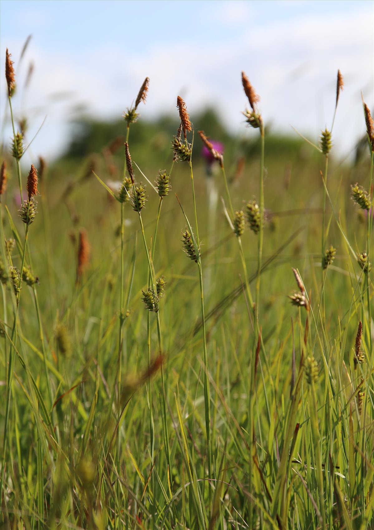 Carex hostiana (door Stef van Walsum)