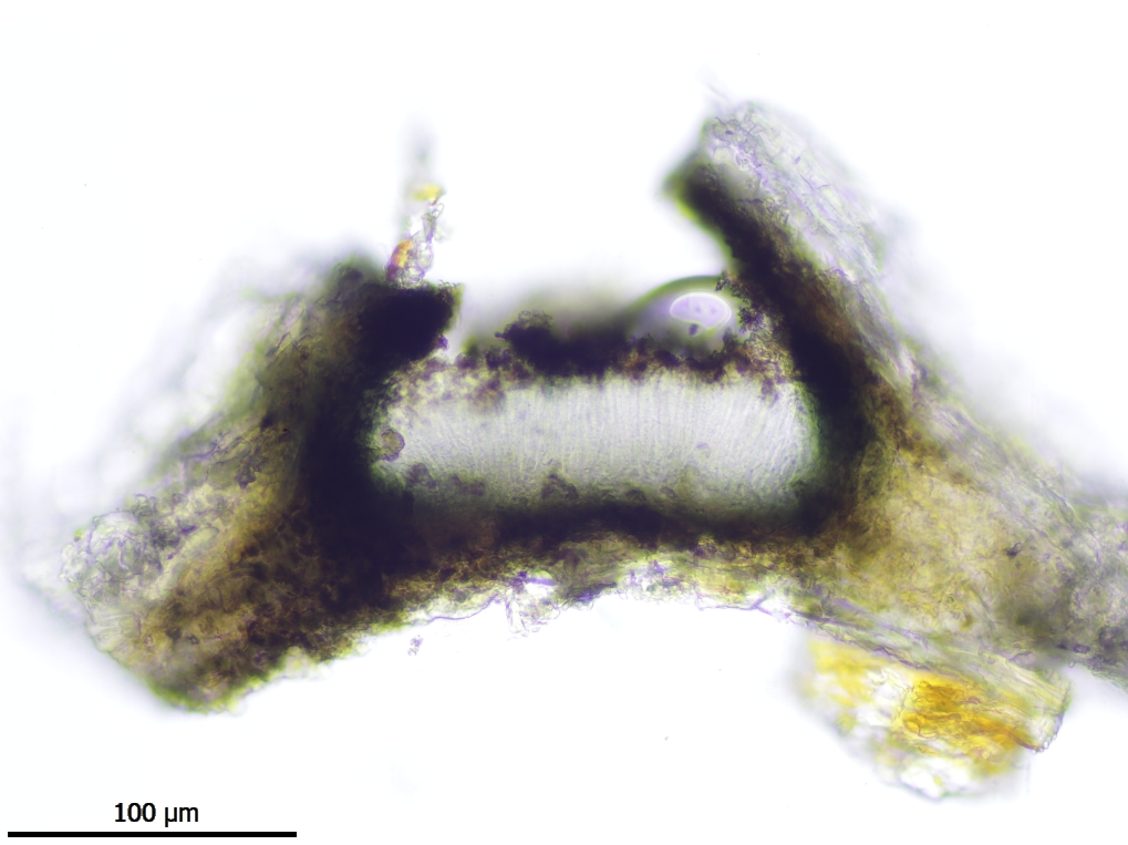 Phaeographis lyellii (door Lukas Verboom)
