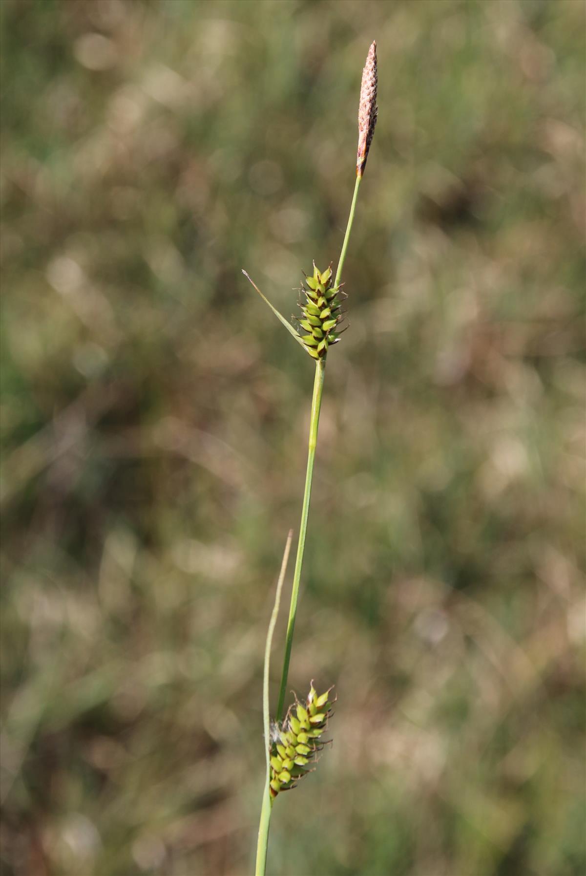 Carex hostiana (door Stef van Walsum)