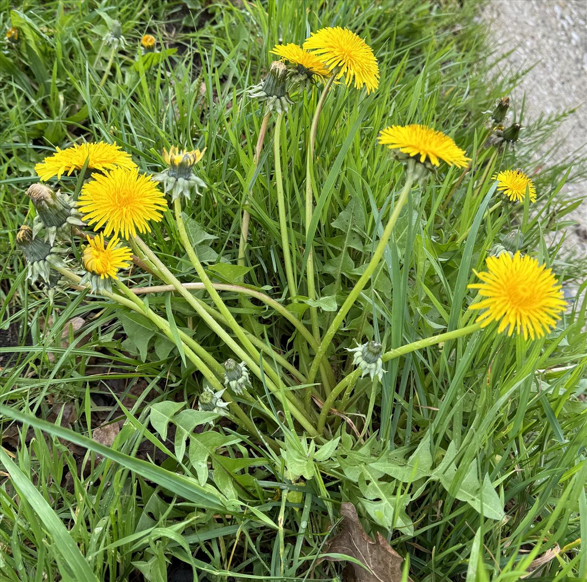 Taraxacum aequilobum (door Jelle J. Hofstra)