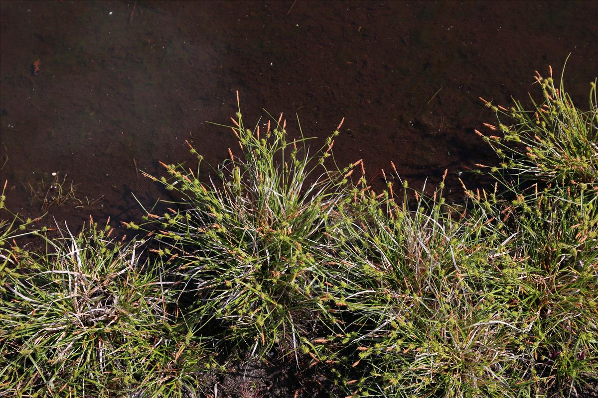 Carex demissa (door Stef van Walsum)