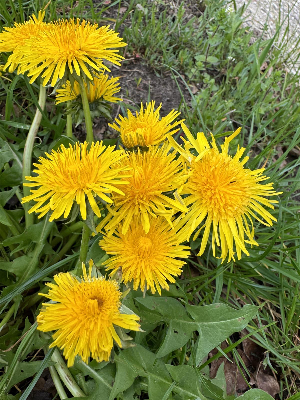 Taraxacum aequilobum (door Jelle J. Hofstra)