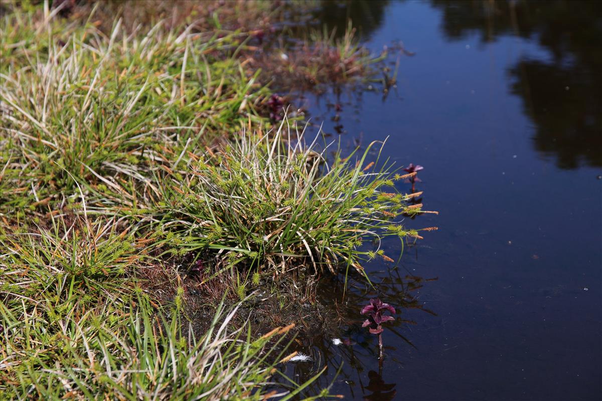 Carex demissa (door Stef van Walsum)