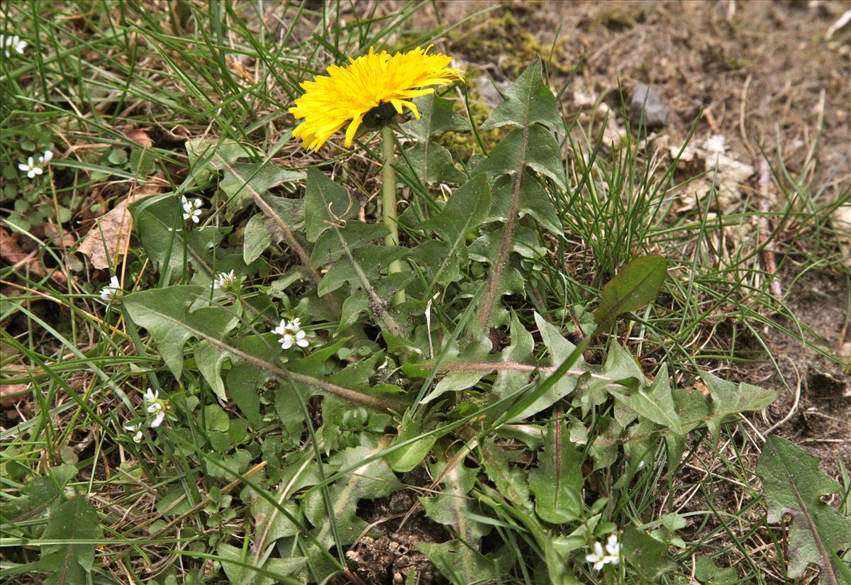 Taraxacum subpraticola (door Jelle Hofstra)