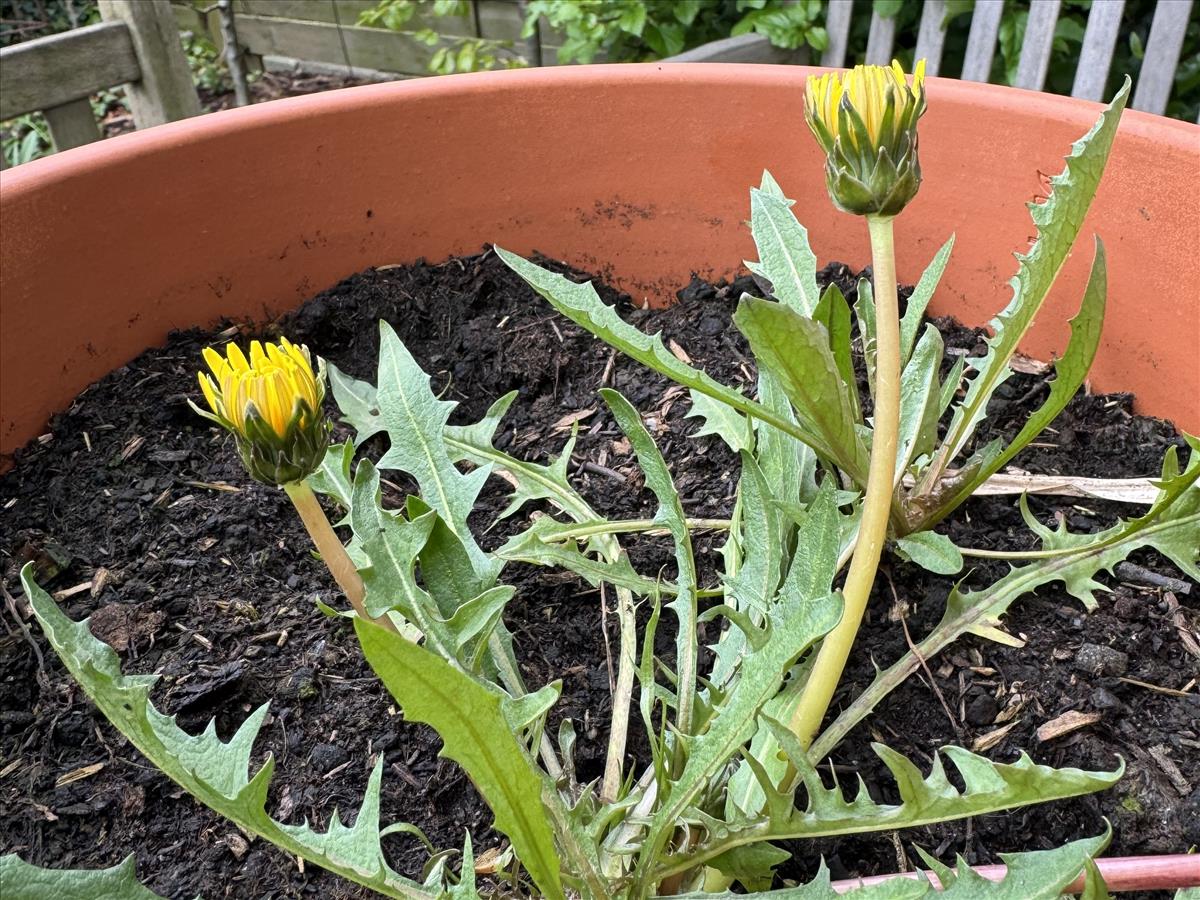 Taraxacum gelricum (door Jelle J. Hofstra)