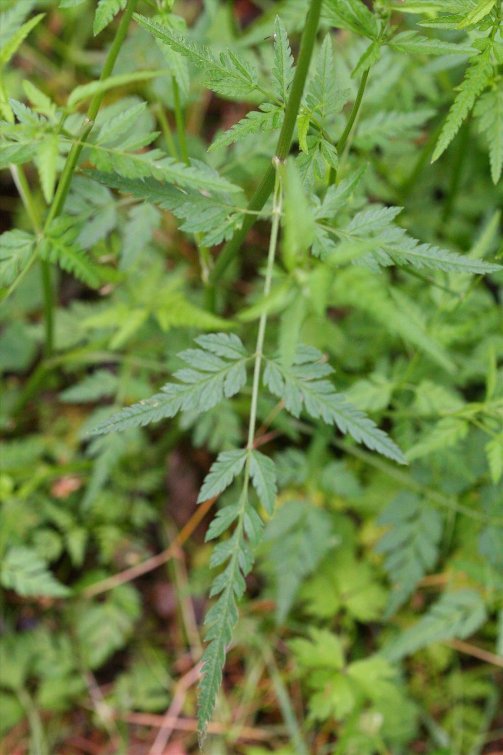 Torilis japonica (door Rudolf van der Schaar)