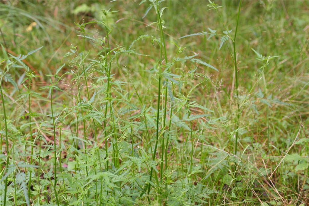 Torilis japonica (door Rudolf van der Schaar)