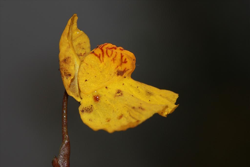 Utricularia australis (door Edwin de Weerd)