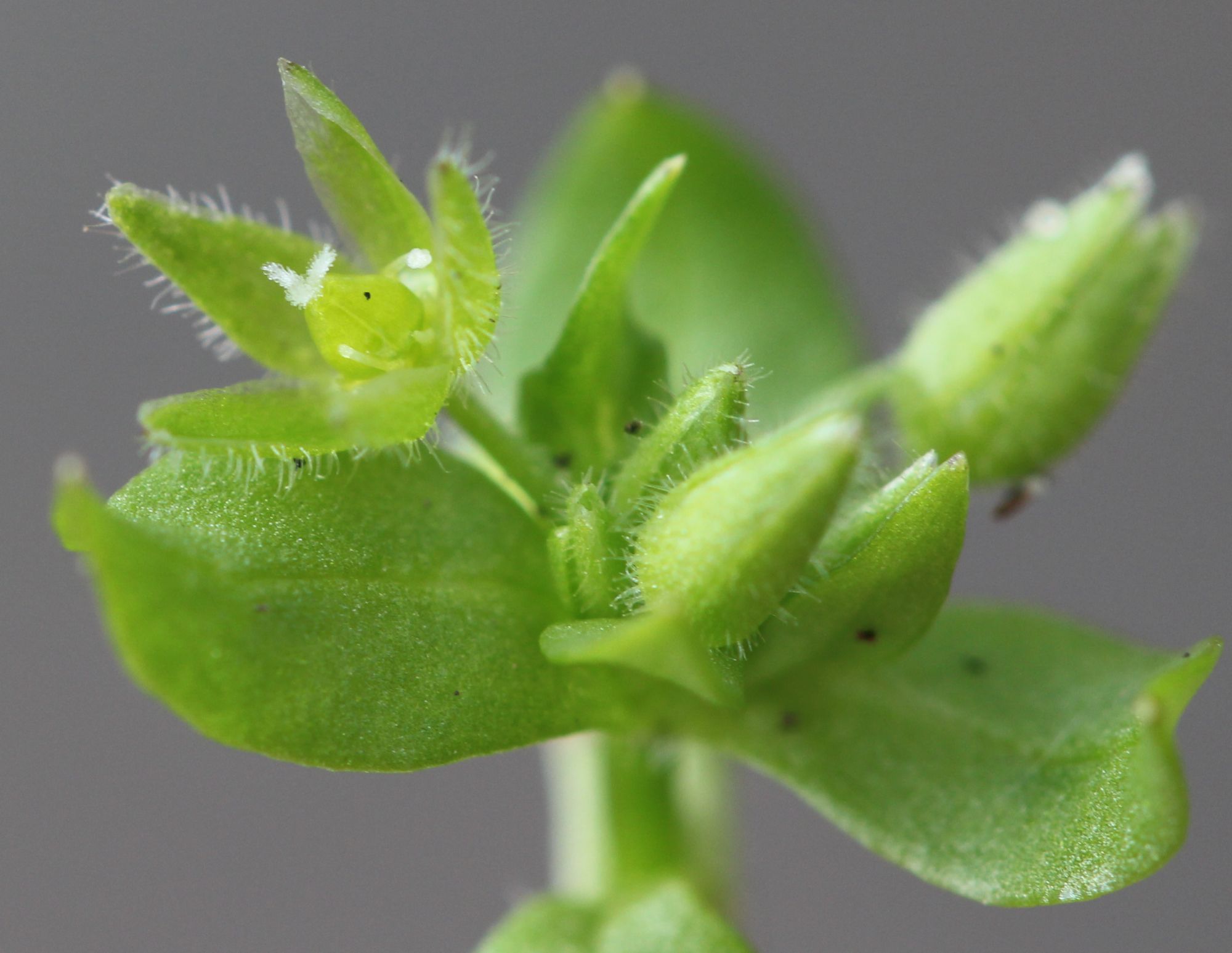 Stellaria apetala (door Niels Eimers)