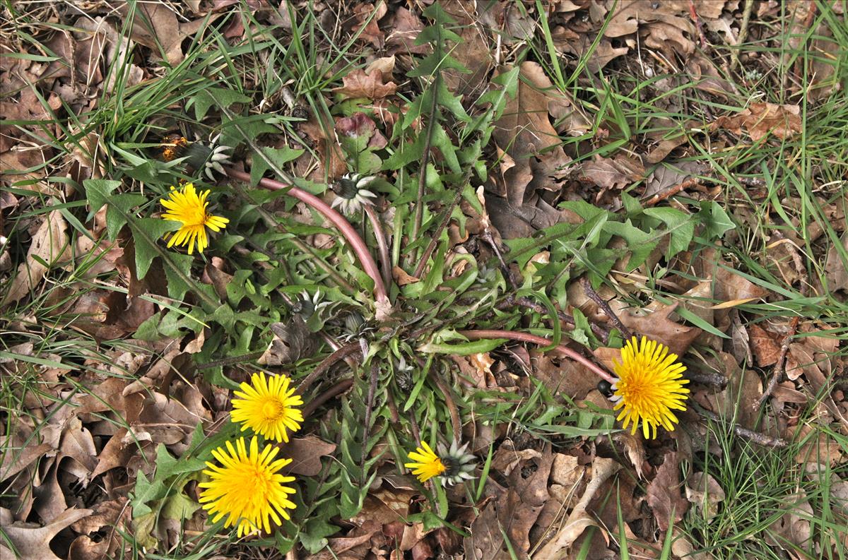 Taraxacum subericinum (door Jelle J. Hofstra)
