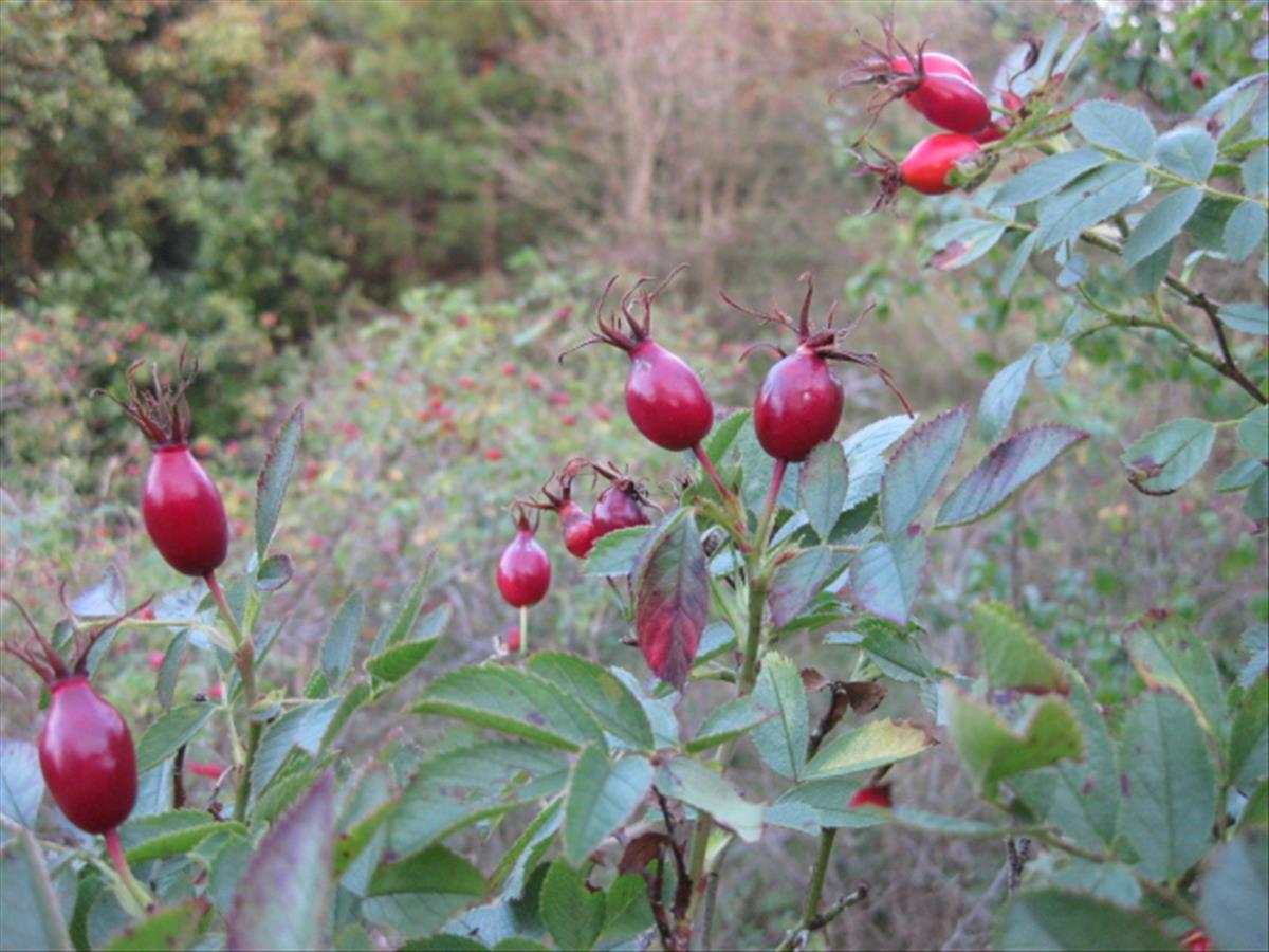 Rosa elliptica (door Sipke Gonggrijp)