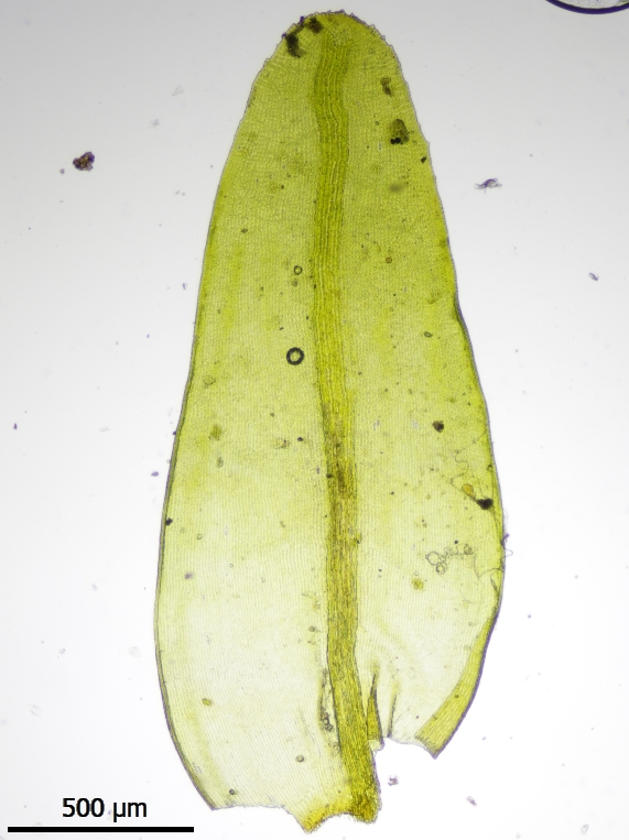 Racomitrium aciculare (door Lukas Verboom)