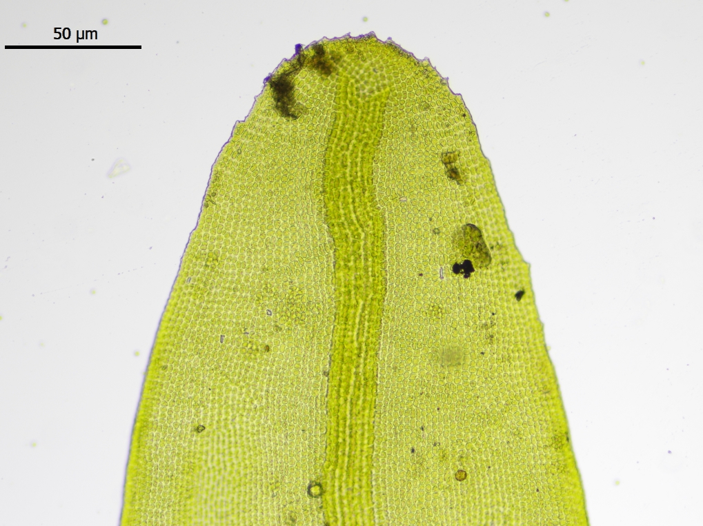 Racomitrium aciculare (door Lukas Verboom)
